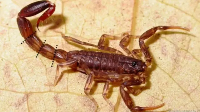 Wannan kunamar idan jelarta ta katse ta rasa takashinta kenan