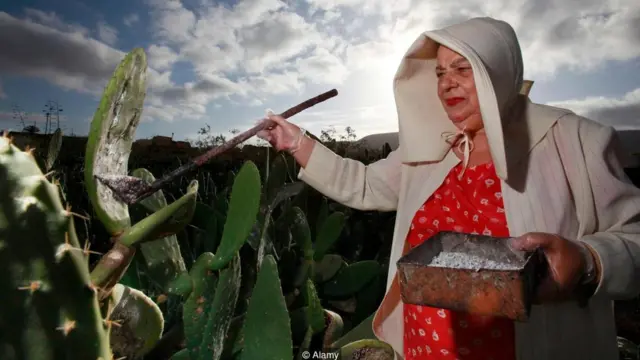Una agricultora recoge las cochinillas de un cactus.