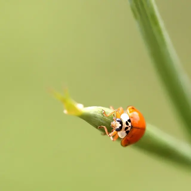 Vaquita de San Antonio