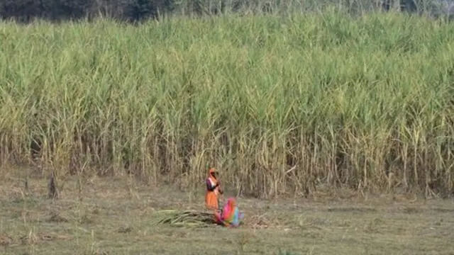 ভারতে বহু নারী কৃষিকাজে জড়িত