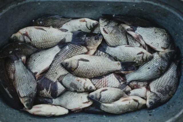 qadağan olunmuş zonadan tutlan balıqlar, Ukrayna, Çernobıl