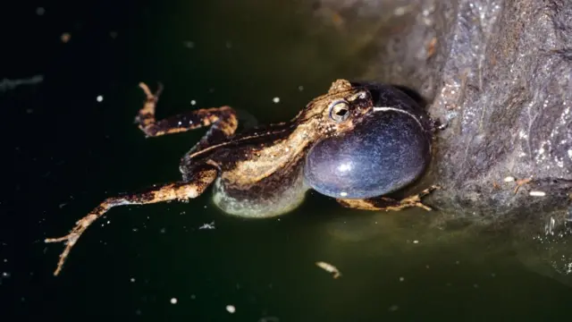 通噶拉青蛙(Tungara frog)正在鼓起腮帮子唱歌