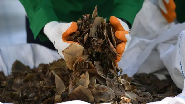 Des centaines de milliers de pangolins ont été tués pour leurs écailles.