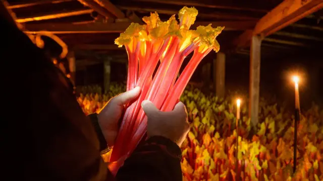 Фермер с ревенем в руках.