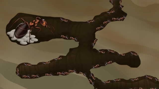 કીડીઓ, વિજ્ઞાન, જીવશાસ્ત્ર, કીટકો, પ્રાણીઓ, સંશોધન, બીબીસી ગુજરાતી