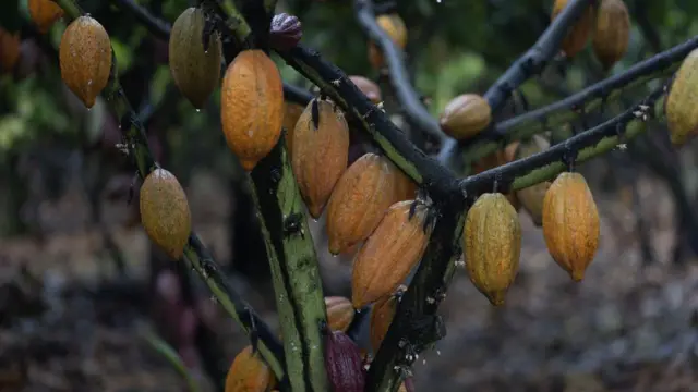 कोको का पौधा