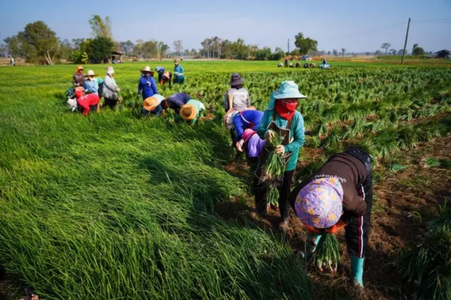 Các nhà kinh tế học Thái Lan cho rằng nông dân nước này là nhóm dễ tổn thương nhất