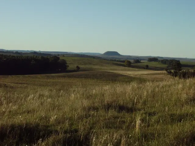 Área verde com vegetação baixa