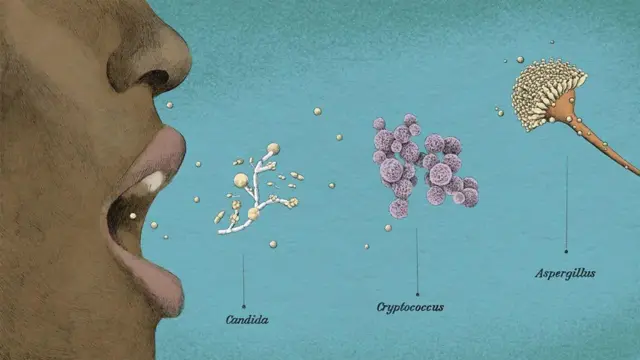 Вдихаємо спори грибків, що літають у повітрі