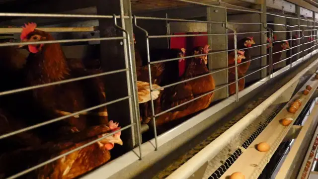 कुखुरा र अण्डाको फाइल तस्बिर 