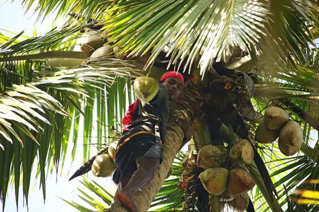 નાળિયેરી