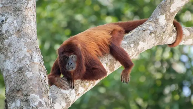 Alouatta sara, mono aullador rojo boliviano o coto