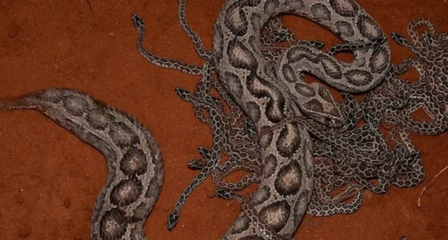 கண்ணாடி விரியன்