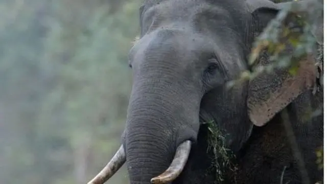 අලි මිනිස් ගැටලුව විසඳීමට විශේෂඥයින්ගේ අදහස් මෙන්ම ගොවි ජනතාවගේ හා ගැටලුවට මුහුණදී ඇති ජනතාවගේ අදහස් ලබා ගැනීමට රජය කටයුතු කර තිබේ.