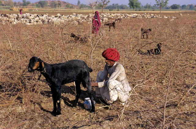 మేక పాలు Goat Milk