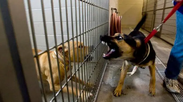 कुत्ता अपने मालिक के साथ