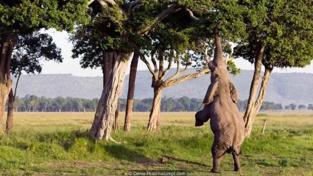 An African elephant (Loxodonta africana) mid-meal