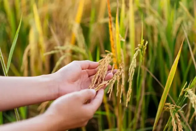 கோதுமைப் பயிர் புகைப்படம் 