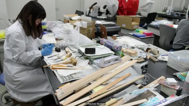 जापान के ये पेड़ भविष्य बता सकते हैं