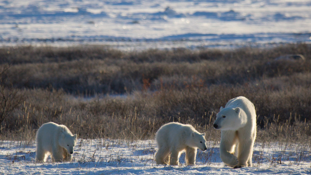 Polar bears in Arctic summer