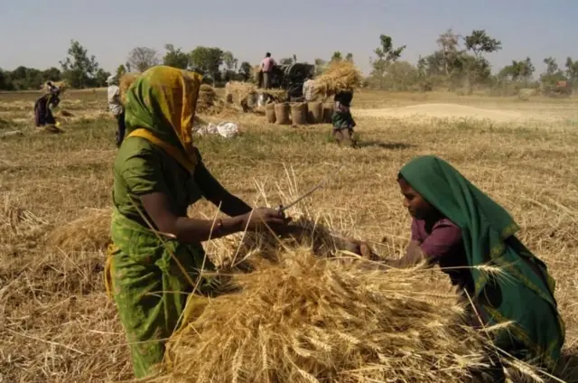 ગુજરાતમાં ઘઉંનું ઉત્પાદન વધ્યું, ભાવ ઘટશે, ઘઉંના ઉત્પાદનમાં શું ધ્યાન રાખવું, ટેકાના ભાવે એમએસપીથી ખરીદી, બીબીસી ગુજરાતી
