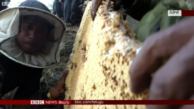 తేనె సేకరిస్తున్న నేపాలీ