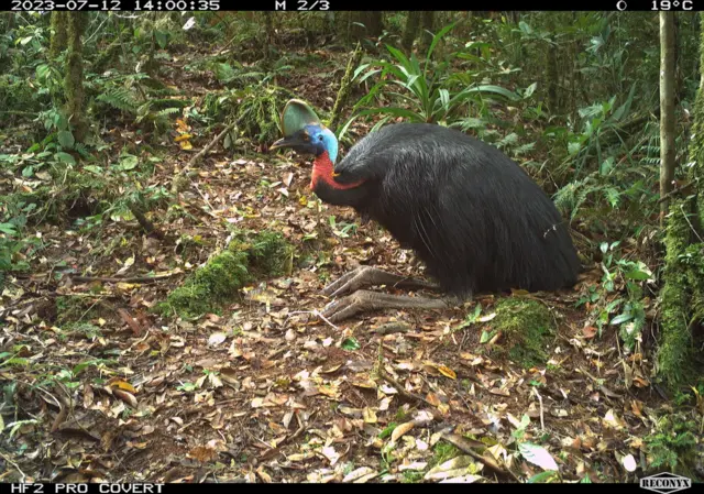 echidna, ekidna, Papua, Cycloop, keragaman hayati, pegunungan, hutan, spesies, ilmuwan