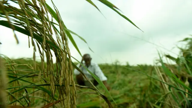 అడవి ఆవులు, నల్లమల అడవులు, కృష్ణా పరీవాహ ప్రాంతం.