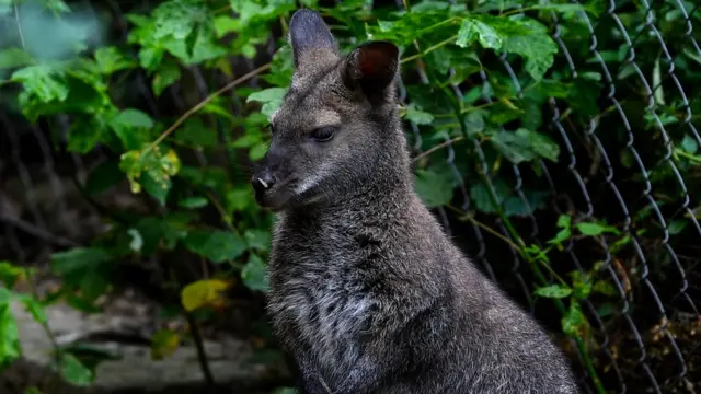 Canguru do Skopje Zoo