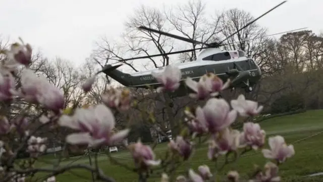 અમેરિકાના વાઈટ હાઉસમાંનું ઐતિહાસિક જેક્સન મંગોલિયા વૃક્ષ