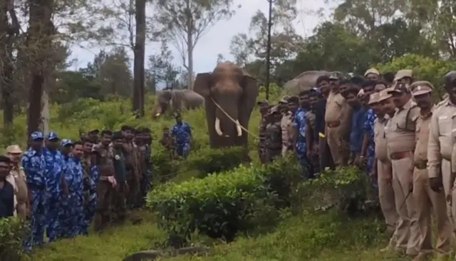 காட்டு யானைகள், இயற்கை, காடுகள், காட்டுயிர், விலங்கு நலம்