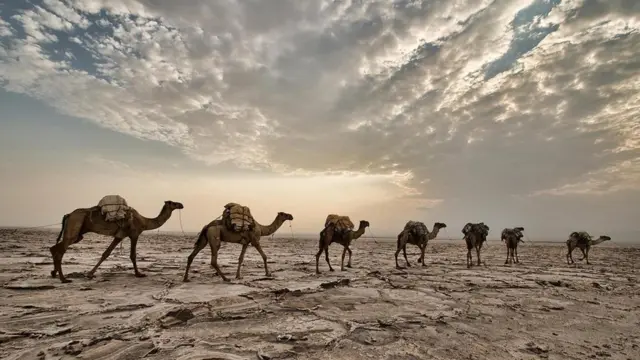 Danakil deve kervanı