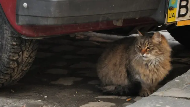 Кішка під машиною