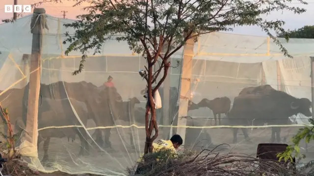 डास आणि गावाची गोष्ट