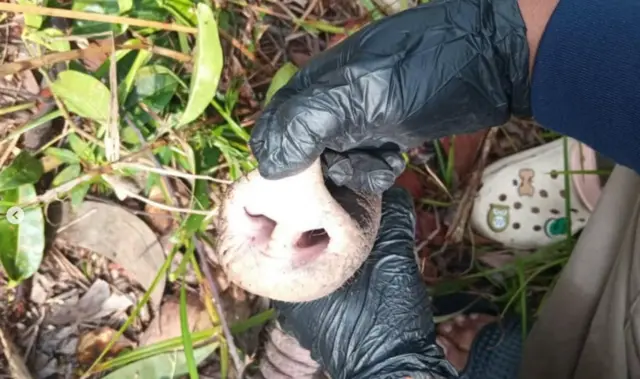 Pihak Balai TNTN dan Polda Riau kini tengah mencari tahu penyebab kematian gajah Tari.