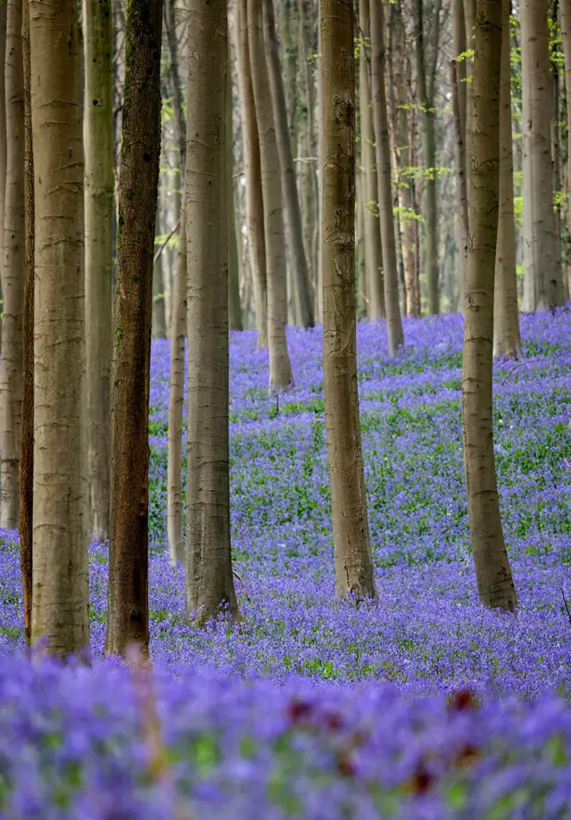 الجرس البري البري في هالربوس ، هال ، بالقرب من بروكسل ، بلجيكا ، في 19 أبريل/نيسان 2022