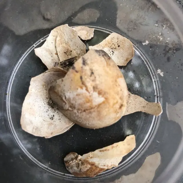 Shell fragment