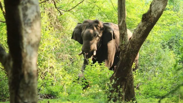 வனத்துறையினர் துப்பாக்கிச் சூடு