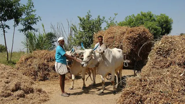 प्रातिनिधिक फोटो