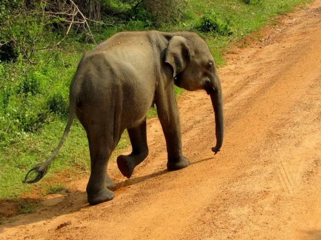 Photo credit: Dr Prithiviraj Fernando