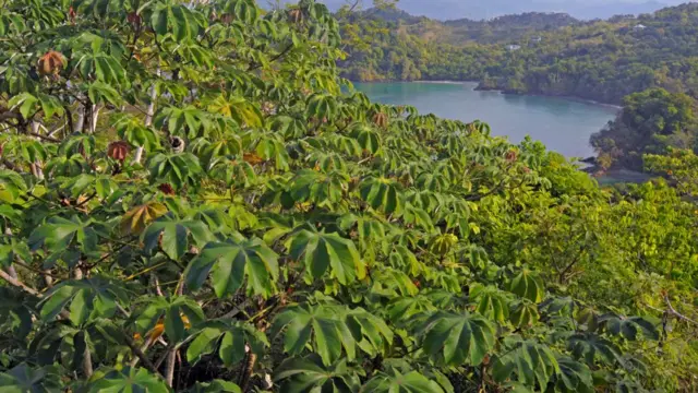 Paisaje forestal de Costa Rica