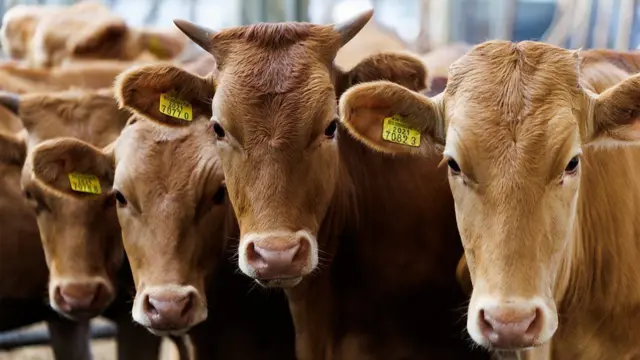 مجموعة من الأبقار ذات اللون البني يبدو أنها في مزرعة