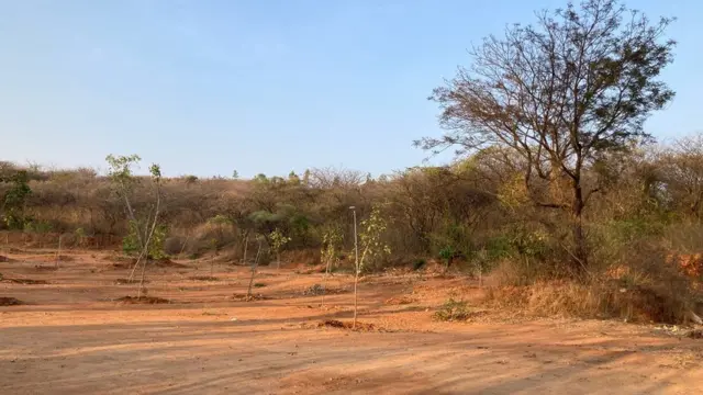 వేప చెట్టు