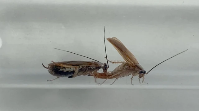 คู่แมลงสาบตัวผู้และตัวเมียกำลังเตรียมผสมพันธุ์