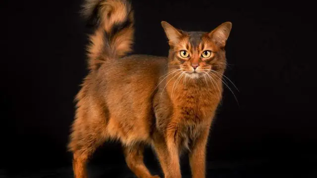 Ammo siz undan faqat jinsiy aloqa va issiq kechki ovqatni xohlaysiz. Kolbasa oz-ozidan yopishtirilgan fotosurat