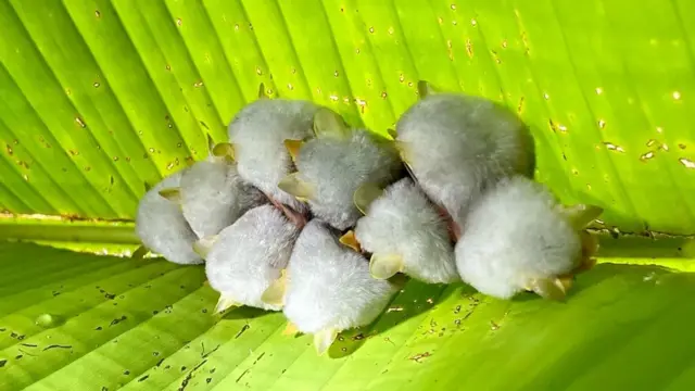 خفافيش هندوراس البيضاء