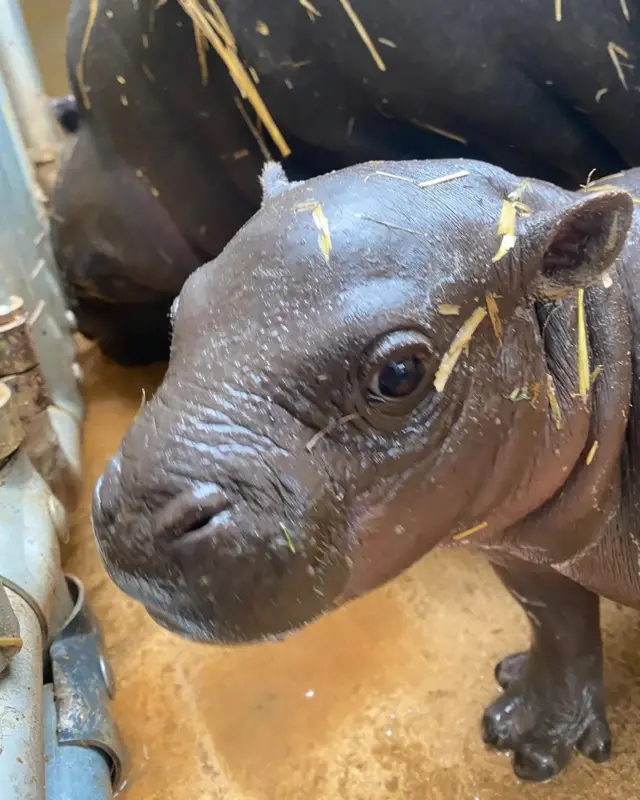 бегемотеня