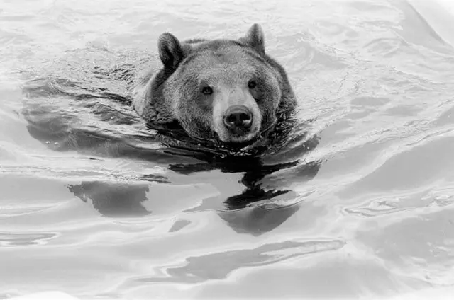 Bear