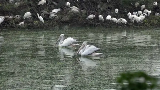ఉప్పల‌పాడు వలస పక్షుల రక్షిత కేంద్రం