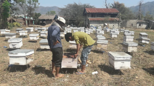 मौरी पालन